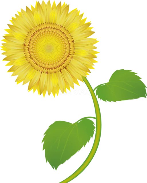 丸い花びらの明るい一輪ひまわり（背景透過PNG）