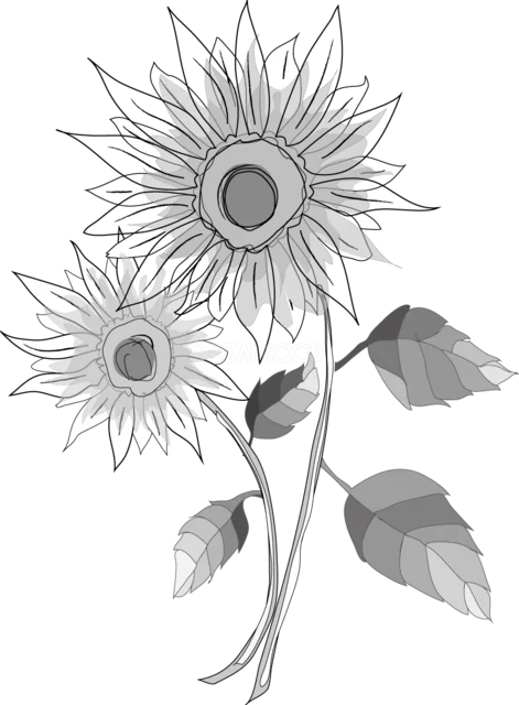 モノクロ線画で描いた2本のひまわり（背景透過PNG）