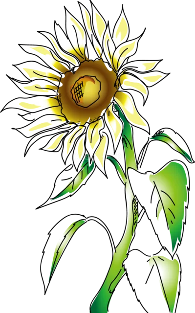 白い花びらを混ぜた手描き風ひまわり（背景透過PNG）