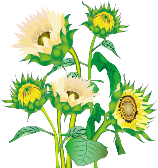 つぼみから満開まで描いたひまわりの花束（背景透過PNG）