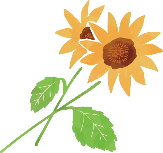 緑の葉と2輪のひまわりを斜めに飾ったイラスト（背景透過PNG）