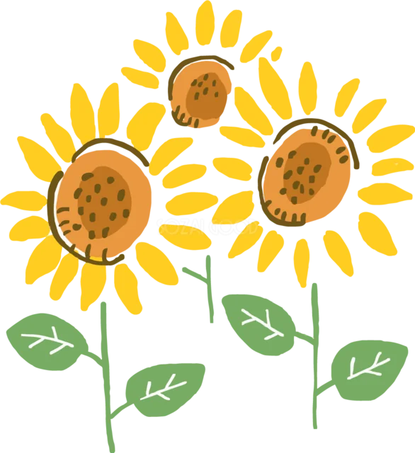 3輪のひまわりと緑の葉を描いた手描き風イラスト（背景透過PNG）