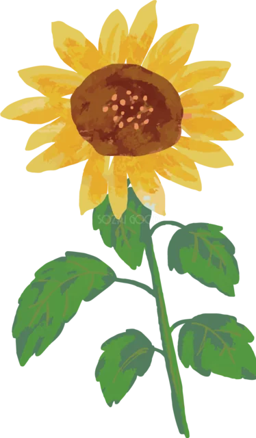 葉を添えた一輪の水彩ひまわりイラスト（背景透過PNG）