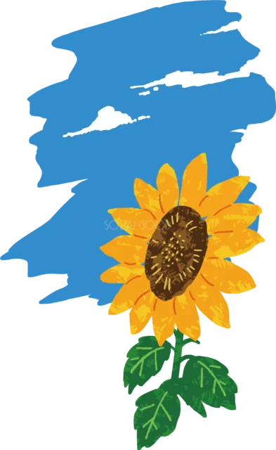 青い筆の背景に映える黄色いひまわり（背景透過PNG）