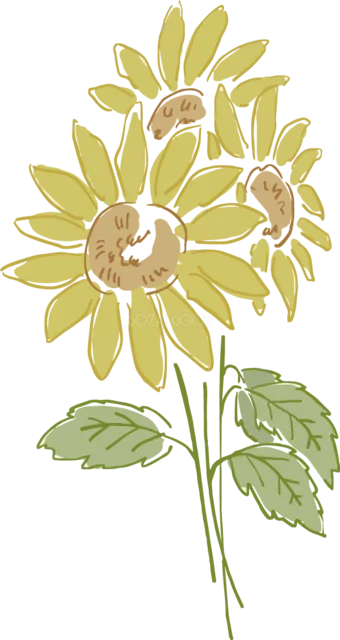 淡い黄色のひまわりを集めた花束イラスト（背景透過PNG）