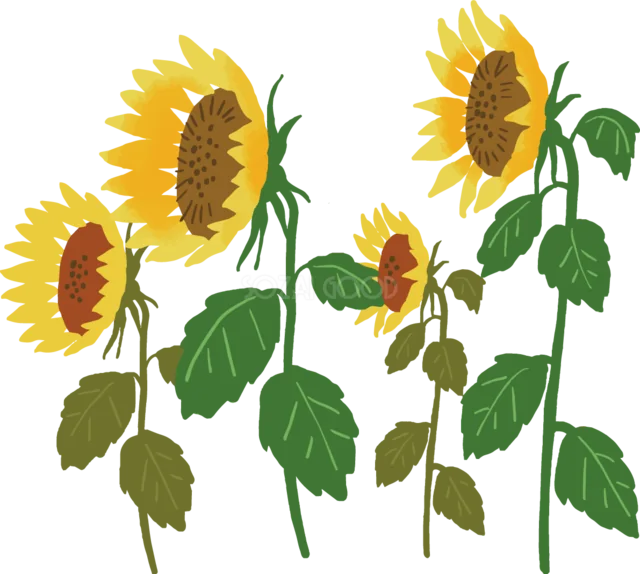 背の高いひまわり5輪が咲く夏の花イラスト（背景透過PNG）