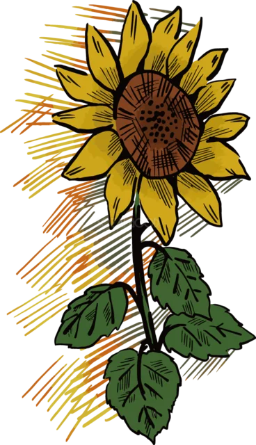 鉛筆スケッチ風に描いた一輪のひまわり（背景透過PNG）