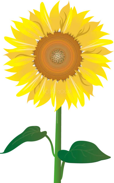 写実的に描いた黄色い一輪ひまわり（背景透過PNG）