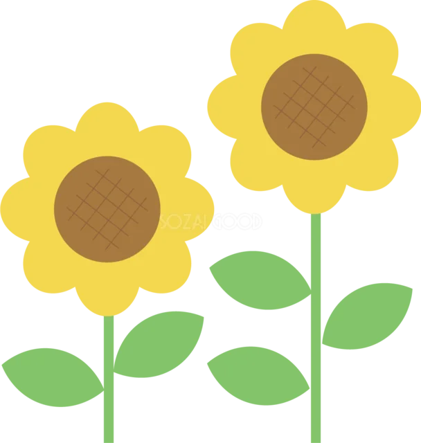 並んで咲くシンプルなひまわり3輪（背景透過PNG）