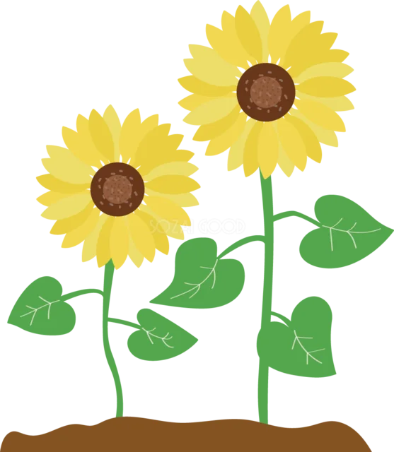 土から伸びる大小2本のひまわり（背景透過PNG）
