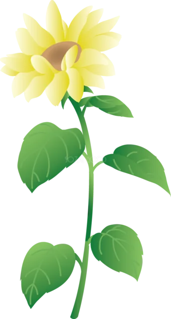 光を受けて咲く背の高いひまわり（背景透過PNG）