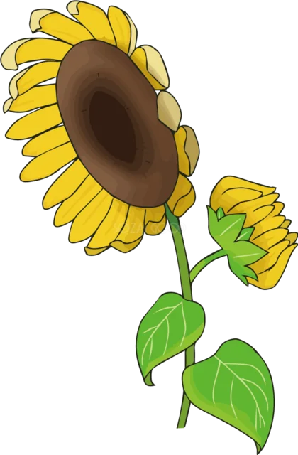 横を向いて咲くひまわりとつぼみの手描きイラスト（背景透過PNG）