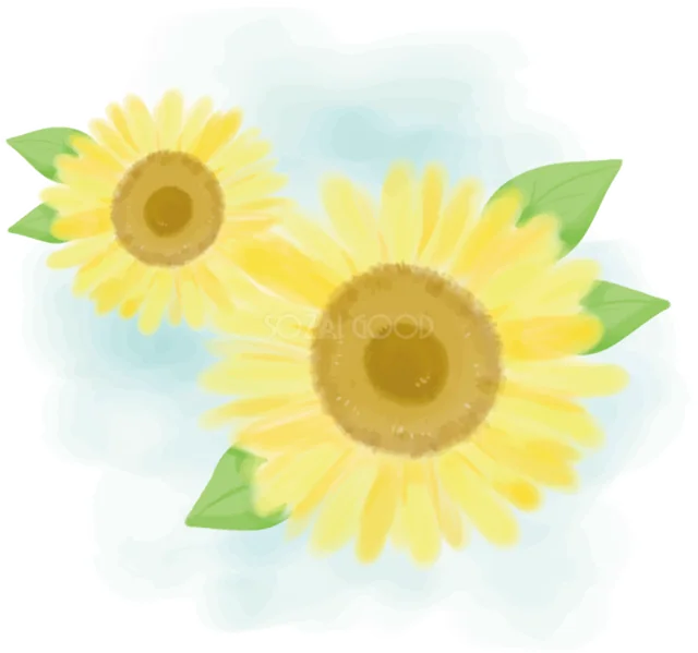 淡い水彩でふんわり描いた2輪のひまわりイラスト（背景透過PNG）