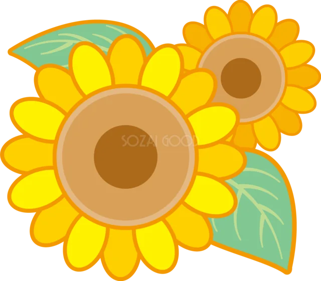 大小2輪のひまわりと緑の葉を描いた夏の花イラスト（背景透過PNG）