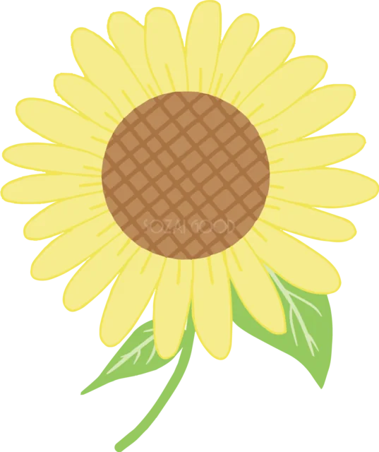 淡い黄色の花びらと緑の葉を描いた一輪のひまわりイラスト（背景透過PNG）