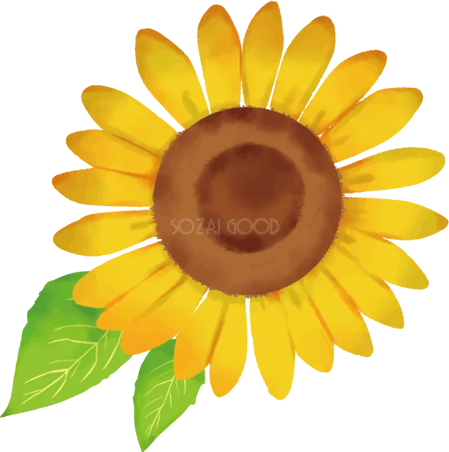 鮮やかな黄色の花びらを描いた水彩風ひまわりイラスト（背景透過PNG）
