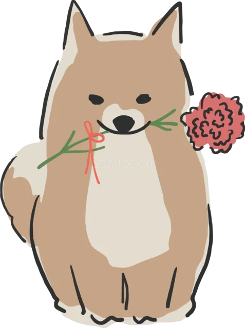 カーネーションをくわえて座る柴犬（背景透過PNG）