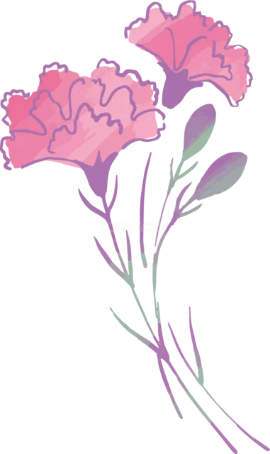 紫の線で描いたピンクのカーネーション2輪（背景透過PNG）