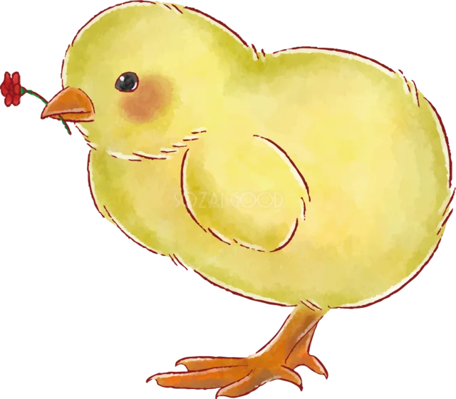 赤いカーネーションをくわえた黄色いひよこ（背景透過PNG）