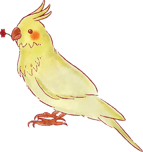 赤いカーネーションをくわえたオカメインコ（背景透過PNG）