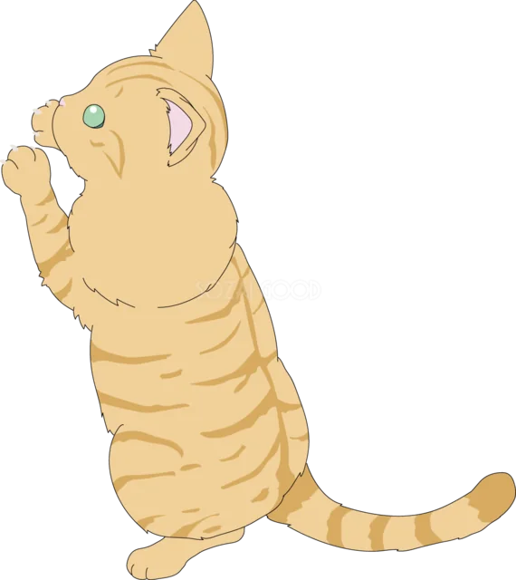 後ろ足で立って見上げる茶トラ猫（背景透過PNG）