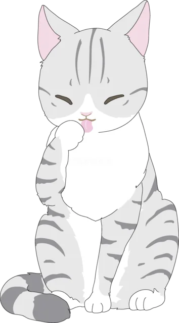 前足を舐めて毛づくろいするグレーのトラ猫（背景透過PNG）