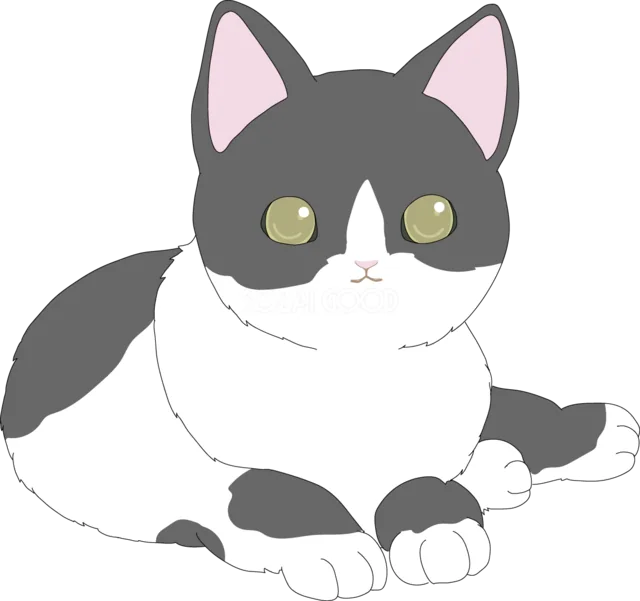 正面を向いて寝そべる白黒猫（背景透過PNG）