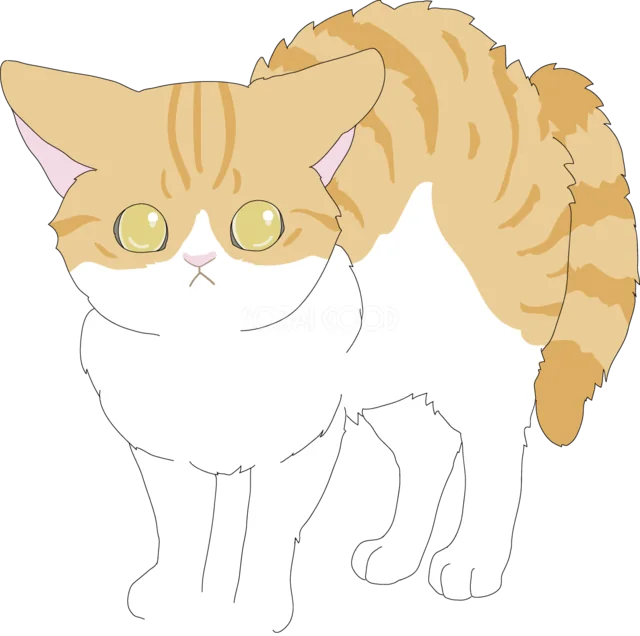 ふわふわの毛で立つ茶トラ白猫（背景透過PNG）