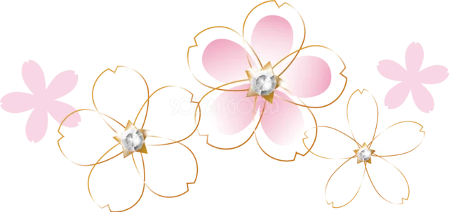 金色の線で縁取ったピンクの桜の花（背景透過PNG）