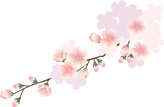 淡いピンクの花が咲く桜の枝（背景透過PNG）