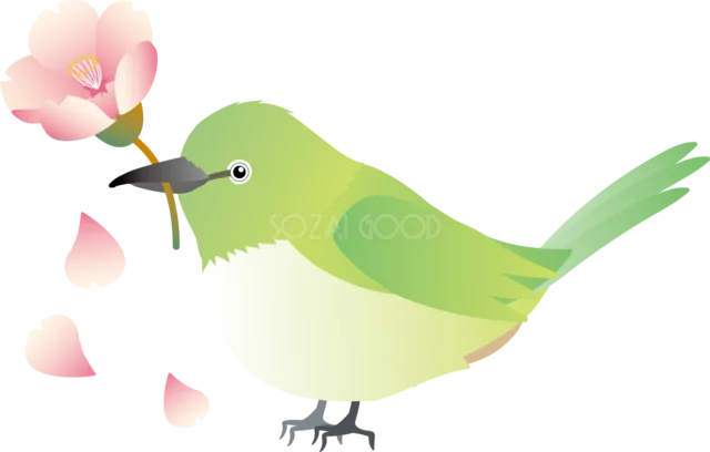 桜の花をくわえるメジロと舞う花びら（背景透過PNG）