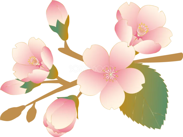 つぼみと花が咲く淡いピンクの桜の枝（背景透過PNG）
