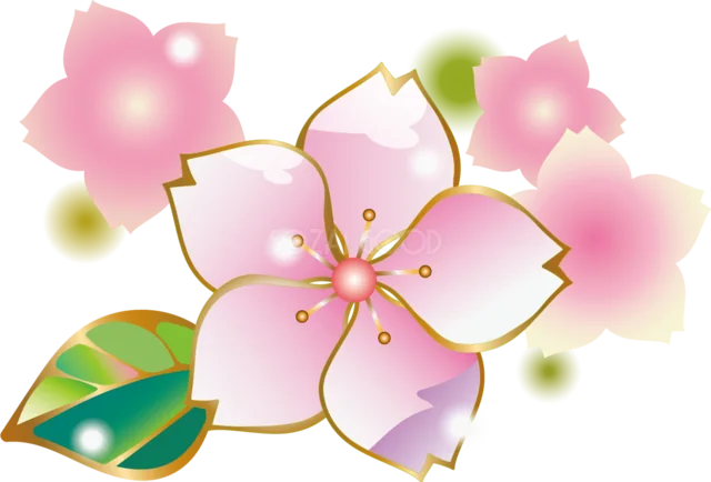 ぼかした桜を背景にした大きな一輪の桜（背景透過PNG）