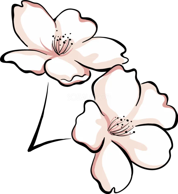 淡いピンクで描いた桜の花2輪（背景透過PNG）