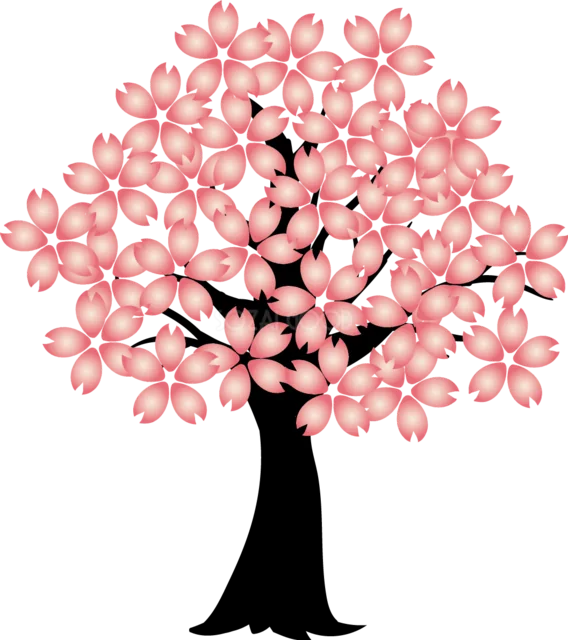満開の桜を丸い樹冠で描いた桜の木（背景透過PNG）