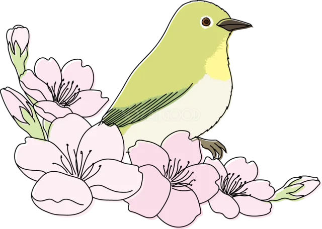 満開の桜の枝に止まるメジロ（背景透過PNG）