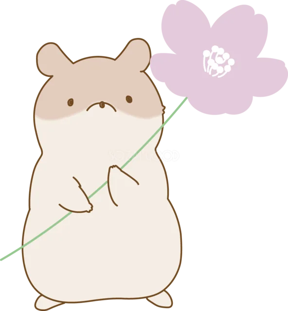 大きな桜の花を持って立つハムスター（背景透過PNG）