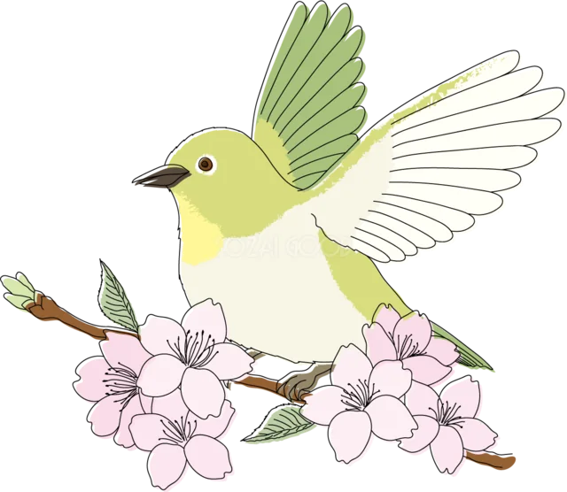 桜の枝に羽を広げて止まるメジロ（背景透過PNG）