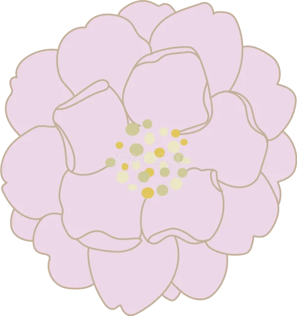 幾重にも重なる淡いピンクの八重桜（背景透過PNG）