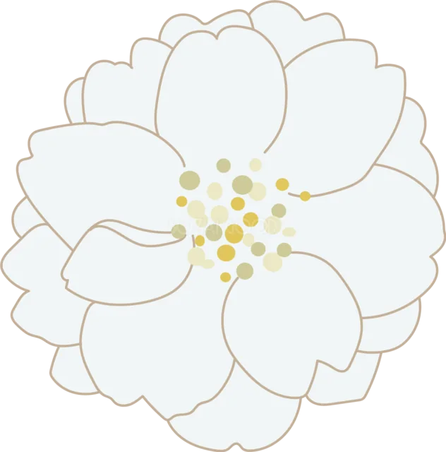 白い花びらを重ねた大きな八重桜（背景透過PNG）