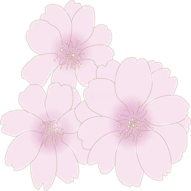 淡いピンクで描いた桜の花3輪（背景透過PNG）