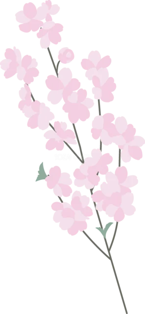 小さなピンクの桜が咲く細い枝（背景透過PNG）