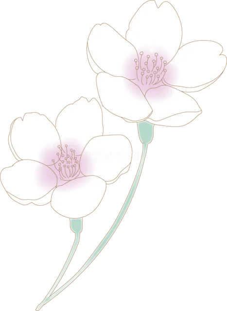 淡い線とぼかしで描いた桜の花2輪（背景透過PNG）