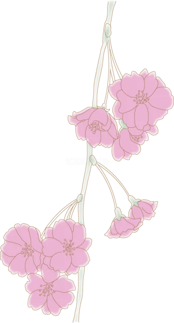 枝から垂れ下がるピンクのしだれ桜（背景透過PNG）