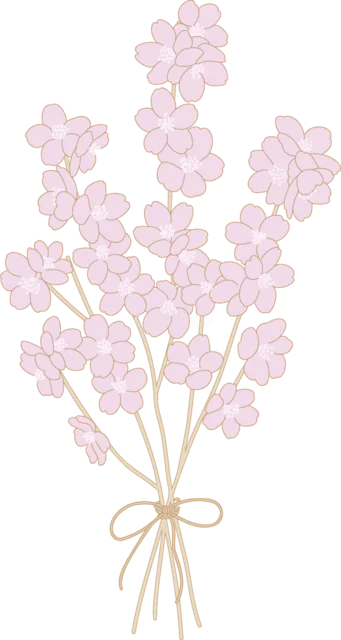 淡いピンクの桜を束ねた春の花束（背景透過PNG）