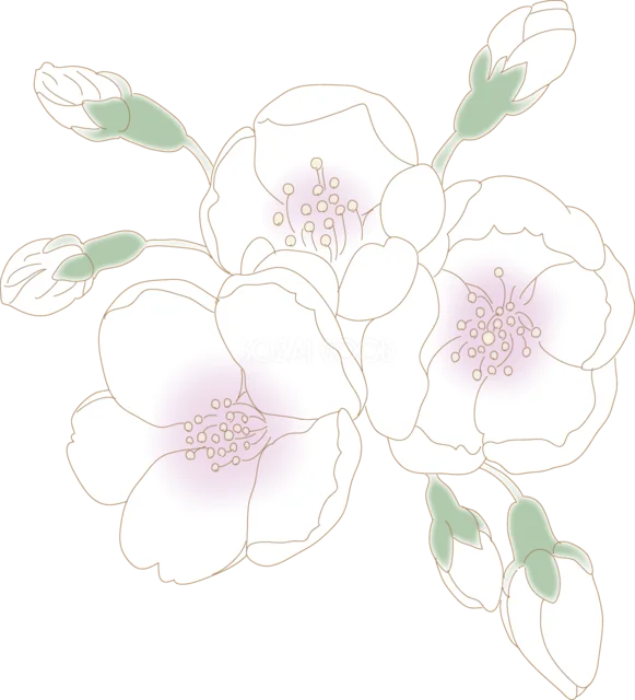 つぼみと淡い桜が咲く春の花枝（背景透過PNG）