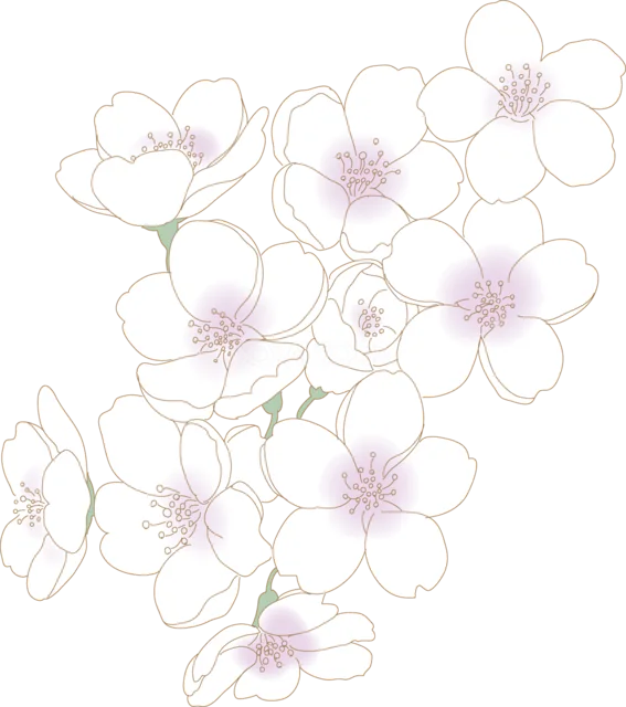 白い花びらを重ねた桜の花房（背景透過PNG）