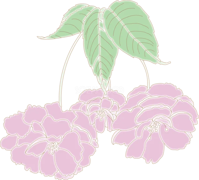 緑の葉と垂れ下がるピンクの八重桜（背景透過PNG）