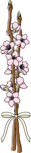 細い枝に咲く桜をひもで束ねた春飾り（背景透過PNG）
