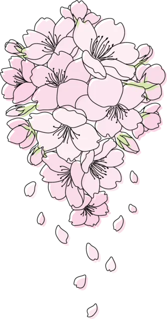 花びらを散らすしだれ桜の花房（背景透過PNG）